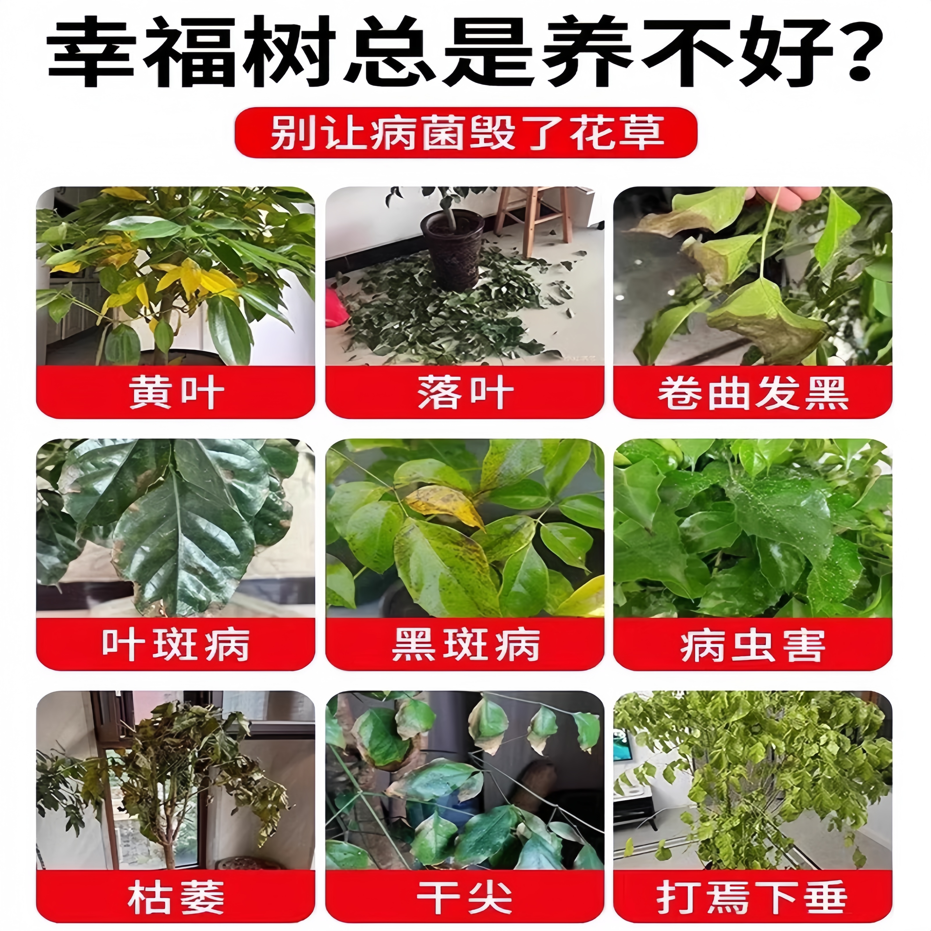 幸福树黑斑病叶斑病炭疽病杀菌幸福树病害防治掉叶枯萎黄叶专用肥 - 图2