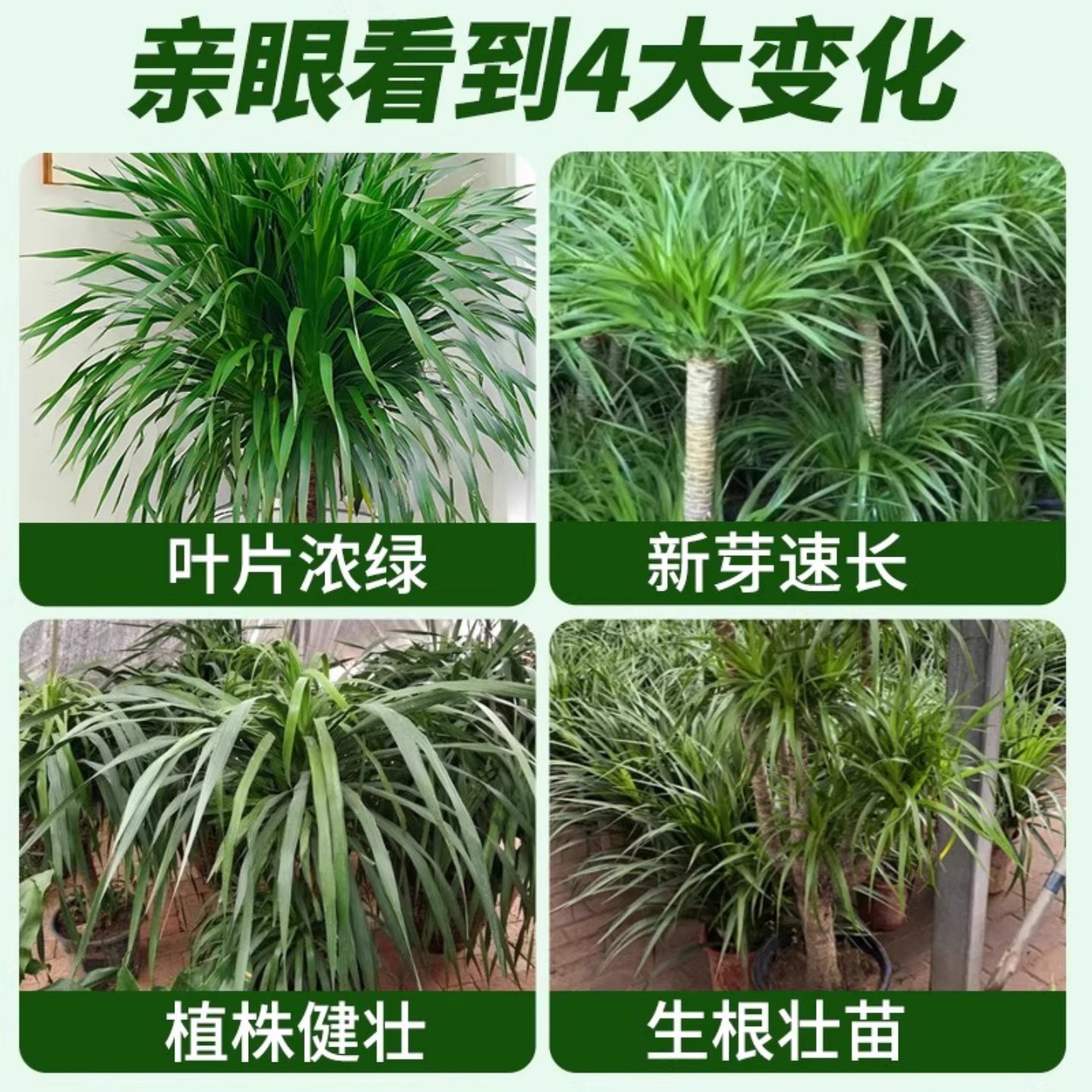 龙血树专用营养液龙须树干尖叶子发黄枯叶烂根茎腐黑斑病杀菌剂肥,淘宝优惠券,粉丝福利购,淘宝优惠卷