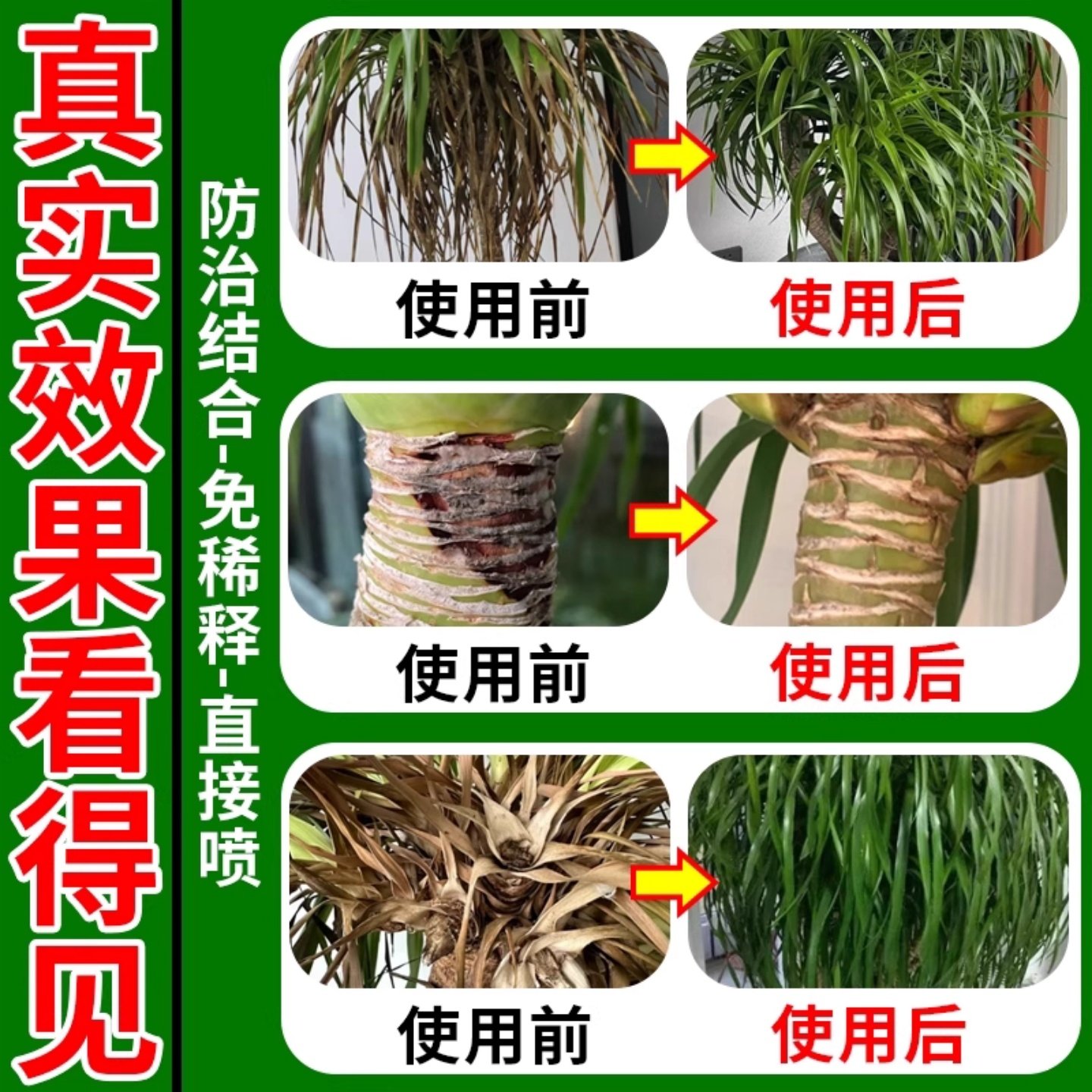龙血树专用营养液龙须树干尖叶子发黄枯叶烂根茎腐黑斑病杀菌剂肥,淘宝优惠券,粉丝福利购,淘宝优惠卷