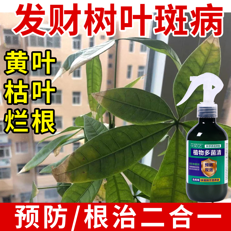 发财树黄叶枯叶烂根专用药掉叶黄斑白斑病叶斑病杀菌剂肥料营养液 - 图0