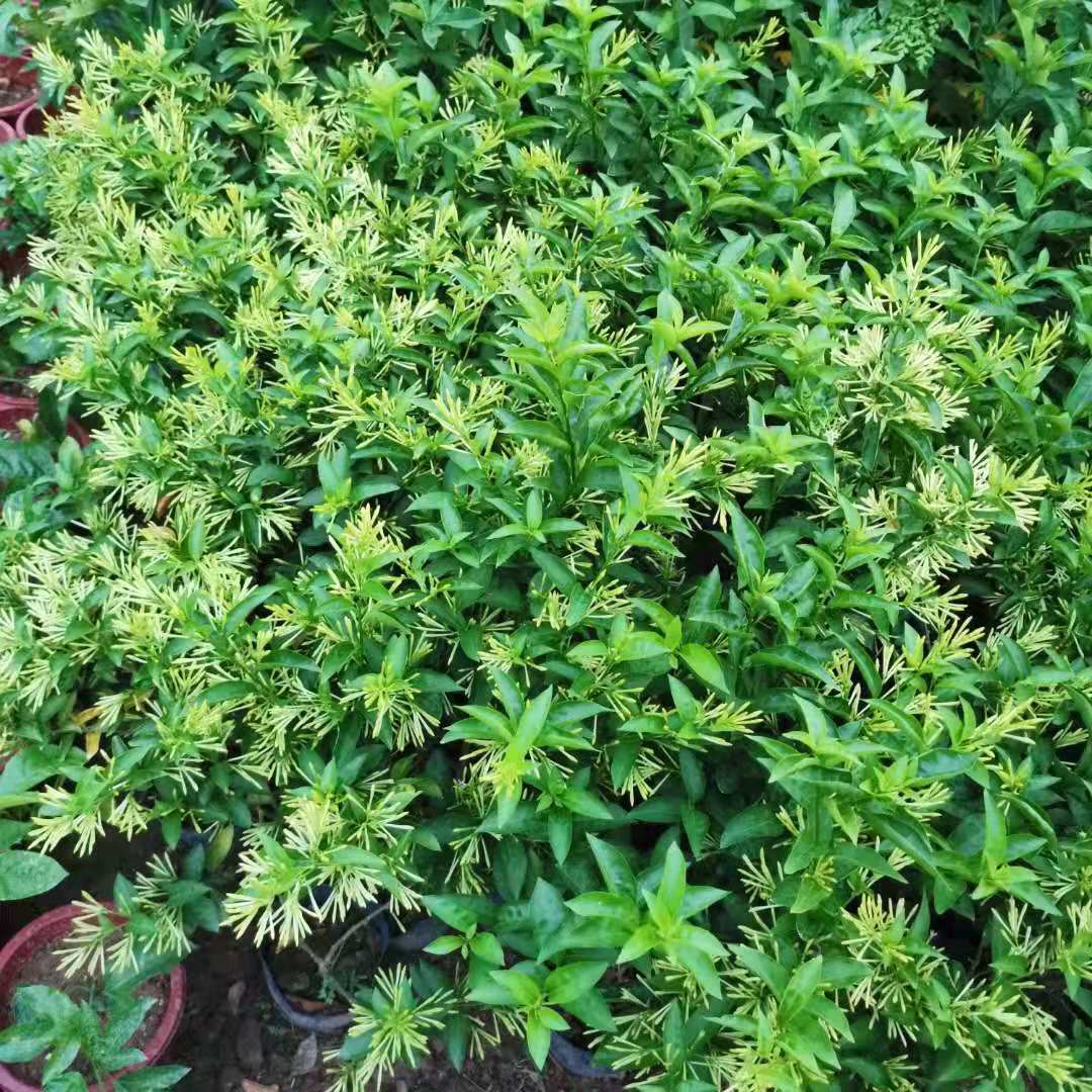 夜来香花树苗九里香夜来香盆栽花卉植物室内驱蚊花苗浓香四季开花 - 图0