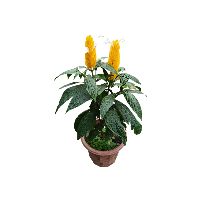 图5