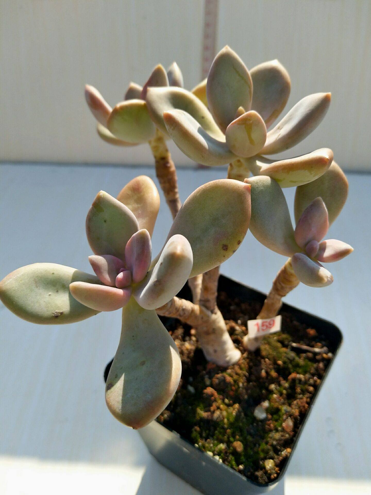 冬美人多肉植物东美人一物一拍露天放养老桩造型别致低价满58包邮_虎窝淘