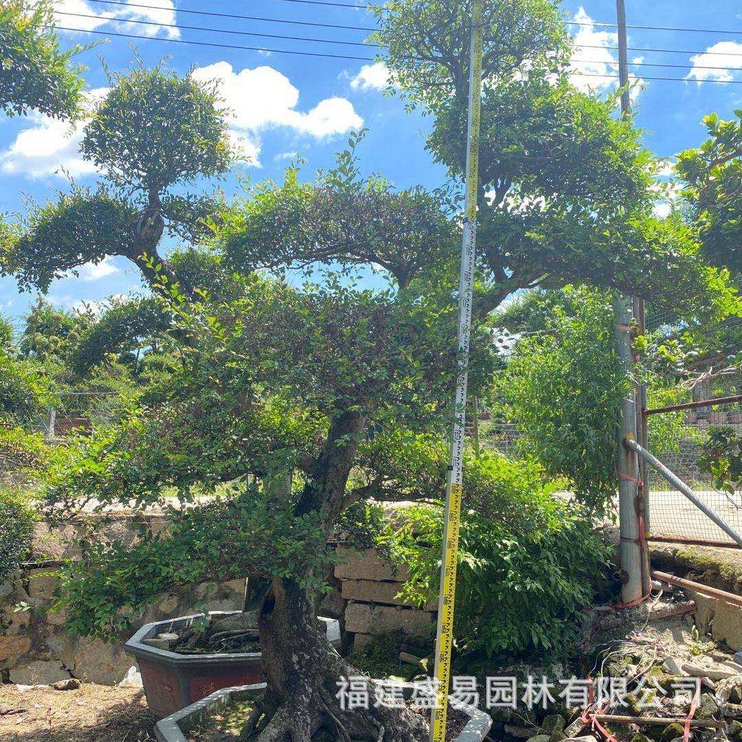福建造型榆树盆景漳州榔榆古桩供应基地榆树桩头价格榆树桩,淘宝优惠券,粉丝福利购,淘宝优惠卷