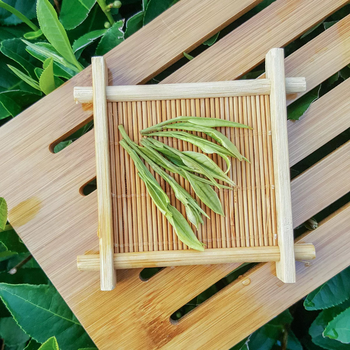 White tea, green tea, spring tea, 2025 years, (Physicals)