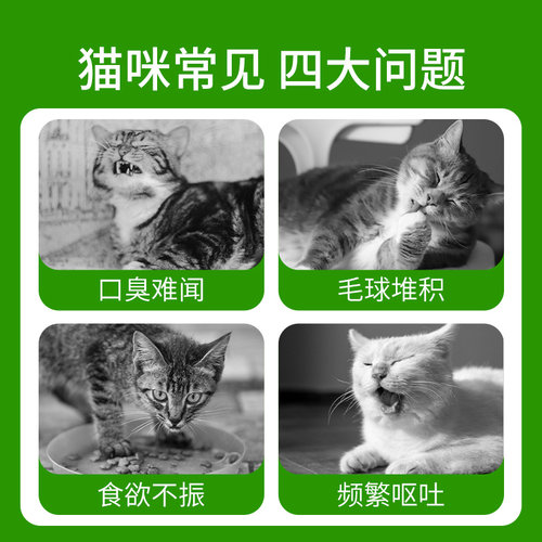 【天猫U先】猫草种子籽自种懒人猫草袋装猫咪磨牙洁齿化毛草冬天-图2