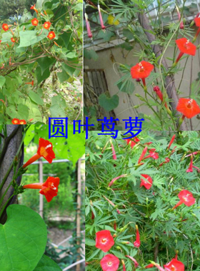 爬藤攀援植物羽叶茑萝四季易种