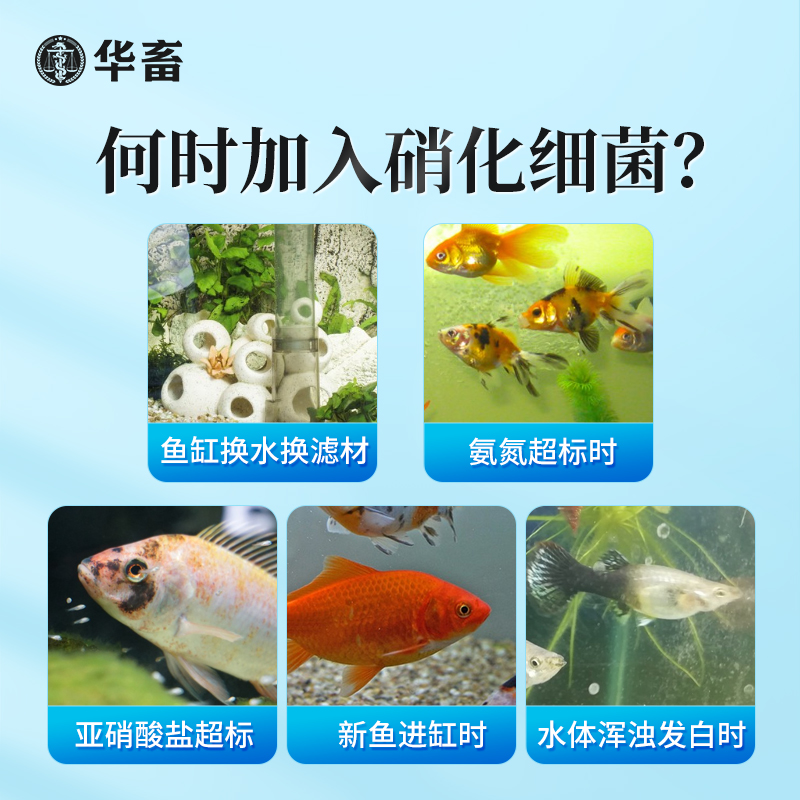 华畜硝化细菌鱼缸用净水剂养鱼净化水质稳定剂分解鱼粪消化活菌液 - 图0