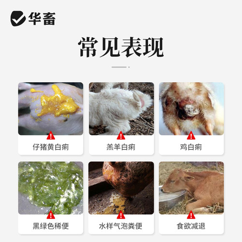 华畜杨树花口服液兽用药止痢散猪用兽药兔子牛羊鸡鸭仔猪拉稀痢疾 - 图2