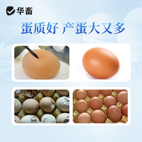 华畜钙磷十八补兽用速补微量元素猪牛羊鸡维生素骨粉钙粉异食吃土 - 图0