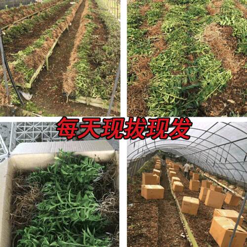 铁皮石斛苗原产地基地直发带根 3年生1斤石斛苗 可食用非霍山盆栽 - 图3