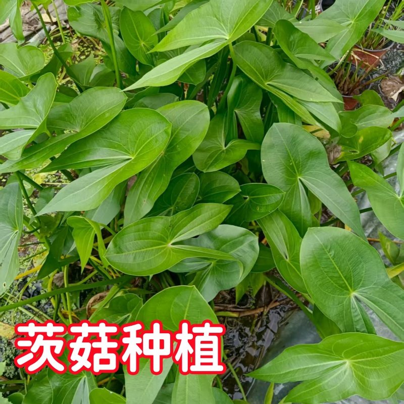 挺水植物茨菇种球慈姑种植鱼缸水培净化水质阳台湿地燕尾草种植,淘宝优惠券,粉丝福利购,淘宝优惠卷