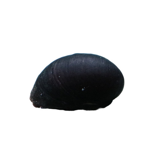 黑金刚螺工具螺鱼缸草缸除藻螺苹果螺斑马螺蜜蜂螺淡水观赏活体螺-图3
