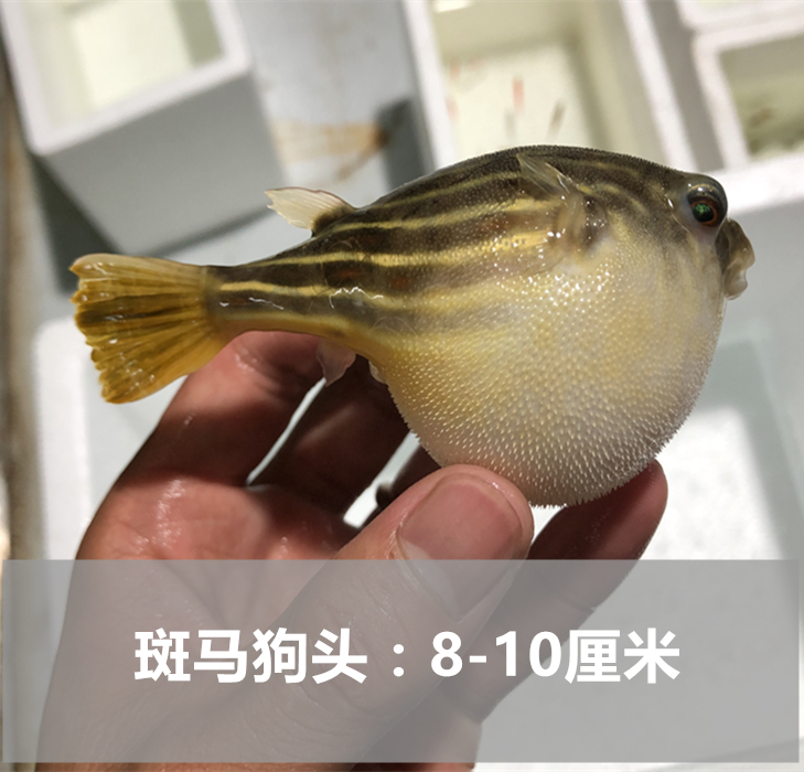 河豚潜水艇斑马狗头鱼吃杂螺热带观赏鱼除螺吃蜗虫巧克力娃娃 - 图1