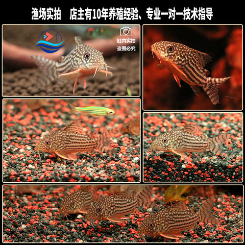 金翅珍珠鼠鱼种鱼活体满天星水草缸鱼缸吃垃圾吃屎底层清洁工具鱼 - 图0