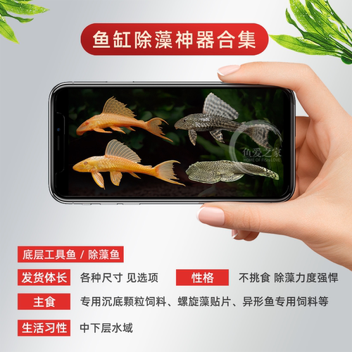黑清道夫黄清道夫红眼女王大帆豹纹爬岩鳅底层吃垃圾吃粪便工具鱼 - 图1