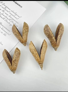 南美缸造景底床修饰果壳进口天然植物洋梨果干花diy插花装饰干果