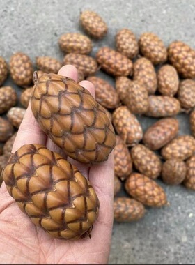 【酒椰果】棕榈科被有鳞片天然植物标本果子diy手工材料装龙鳞果