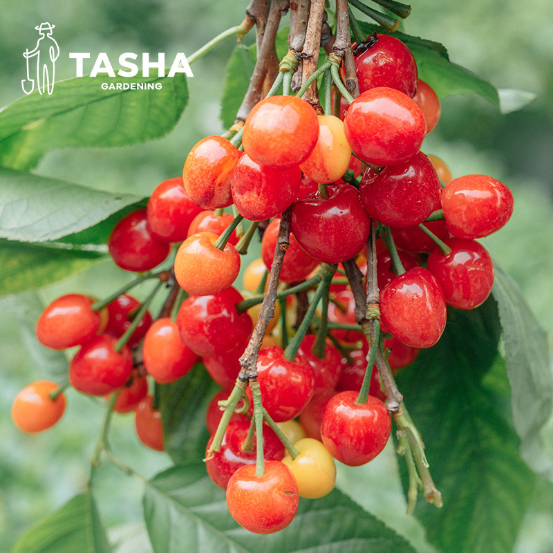 塔莎的花园车厘子樱桃裸根树苗庭院果苗红妃黑珍珠弗里斯科南方种,淘宝优惠券,粉丝福利购,淘宝优惠卷