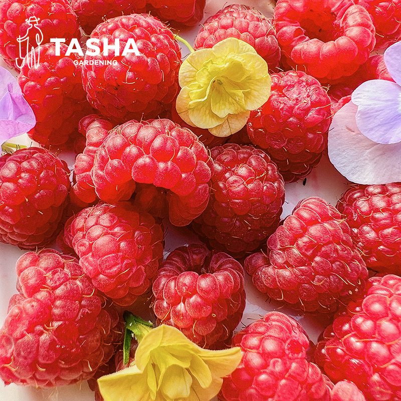 塔莎的花园树莓浆果覆盆子盆栽果树种植食用金秋树梅哈瑞太兹黑莓-图1