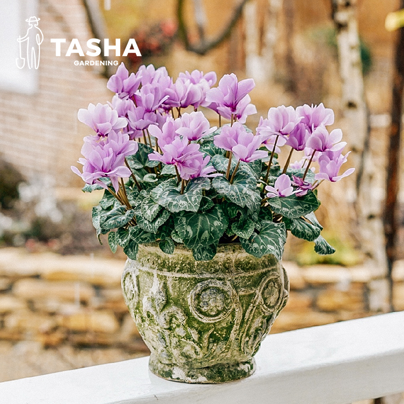 塔莎的花园仙客来盆栽带花室内客厅植物小苗开花迷你年宵花卉大花 - 图2