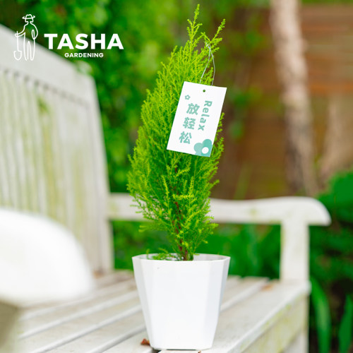 塔莎的花园小香松小松树常绿盆栽室内绿植盆景桌面植物 - 图0