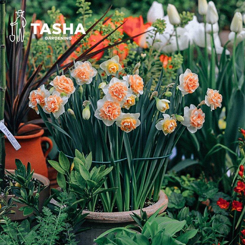 塔莎的花园进口洋水仙种球园艺切花盆栽手捧花绿植庭院秋冬开花,淘宝优惠券,粉丝福利购,淘宝优惠卷