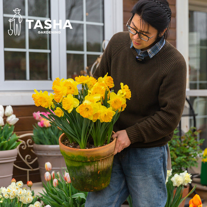 塔莎的花园进口洋水仙种球园艺切花盆栽手捧花绿植庭院秋冬开花,淘宝优惠券,粉丝福利购,淘宝优惠卷