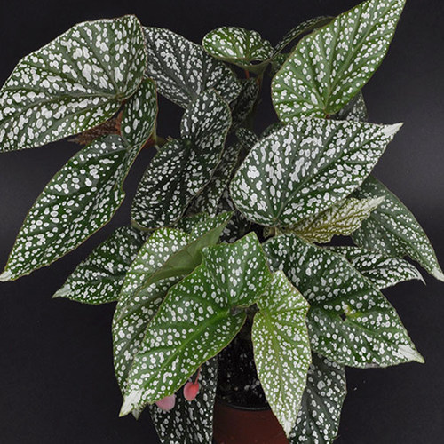塔莎的花园鳟鱼竹节福寿秋海棠乌头杂塞拉山王室内外阳台观叶植物 - 图3