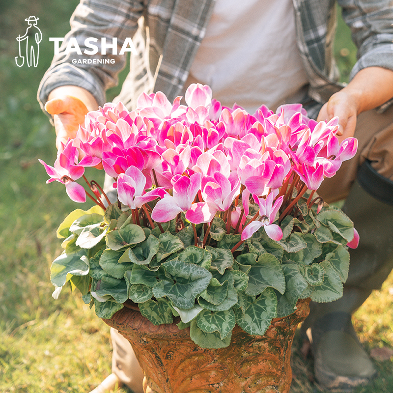 塔莎的花园仙客来盆栽带花室内客厅植物小苗开花迷你年宵花卉大花 - 图0