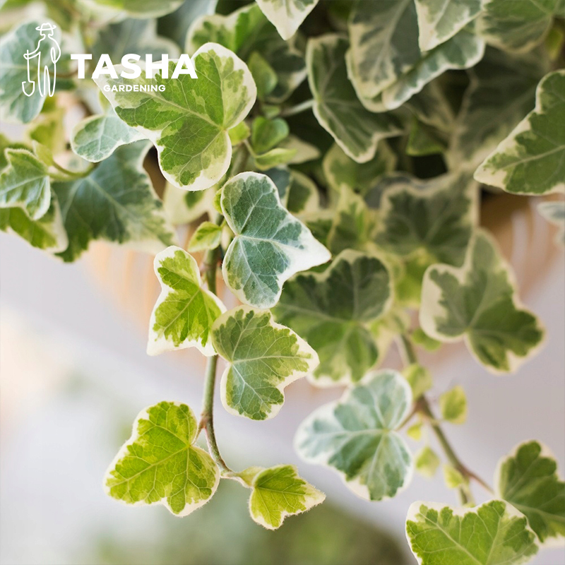 塔莎的花园常春藤雪莹观叶花卉植物多年生常绿室内阳台-图2