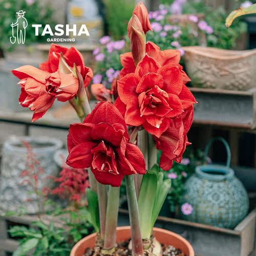 塔莎的花园朱顶红重瓣大种球盆栽年宵花园艺球根花卉现货7天发 - 图0