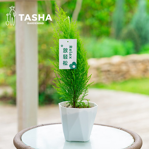 塔莎的花园小香松小松树常绿盆栽室内绿植盆景桌面植物 - 图2