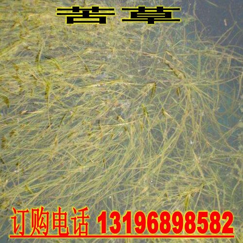 池塘养鱼虾蟹水草种子水花生水葫芦轮叶黑藻伊乐藻苦草菹水草种子 - 图3