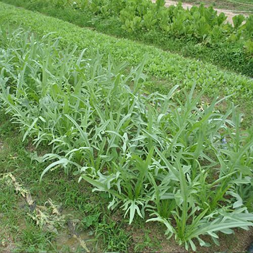 苦荬菜牧草种子南方北方多年生苦麦菜种子猪牛羊鱼鸡鸭鹅 - 图2
