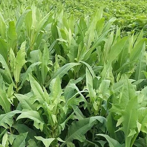 苦荬菜牧草种子南方北方多年生苦麦菜种子猪牛羊鱼鸡鸭鹅 - 图1