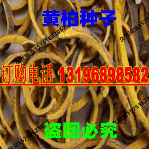 川黄柏种子黄檗种子黄树皮苗种子黄菠萝种籽元柏籽关黄柏种籽药材 - 图3