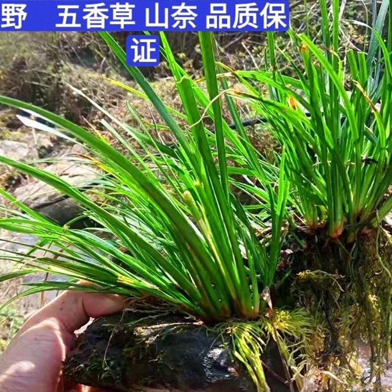 中药材石菖蒲种子小叶香蒲虎须煲汤花卉园艺水培桌面庭院阳台绿植 - 图1