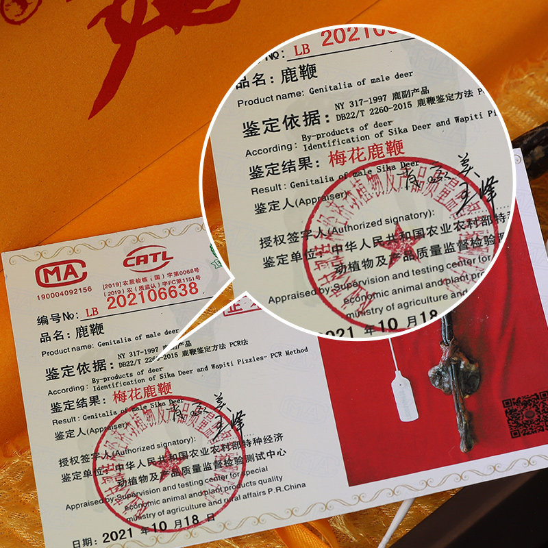吉林梅花鹿鹿鞭干整根整枝人参茶 武扬保健品鹿制膏/鹿制品