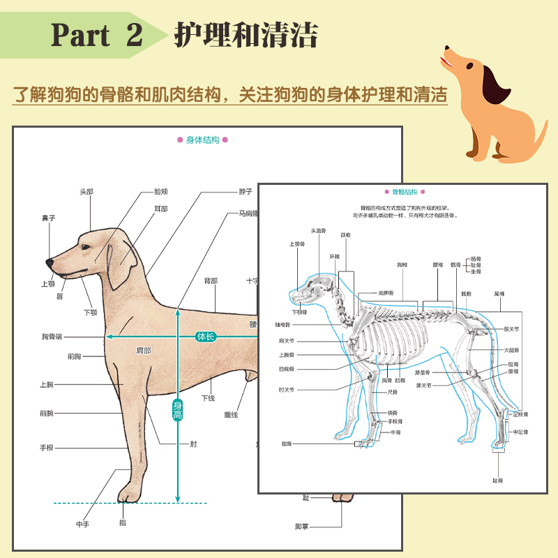 宠物狗美容图解教程日本犬业协会权威美容师编写 提升爱犬和主人幸福感的指导手册宠物店参考 新华书店正版图书籍 化学工业出版社 - 图3