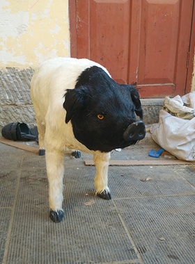 大型仿真黑猪园林影视道具标本