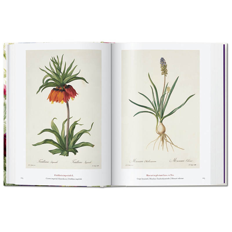 【现货】Taschen 40周年纪念版 Redoute. The Book of Flowers. 40th Ed. 雷杜德花之书 英文原版 植物花卉水彩画 H.Walter Lack - 图1