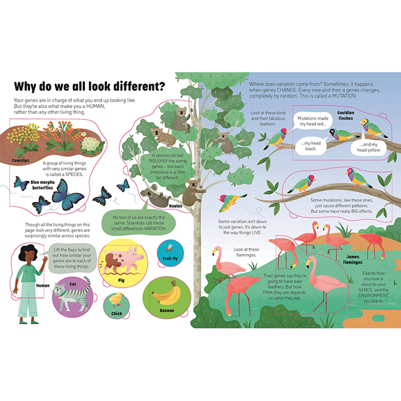【预售】 【See Inside】Genes & DNA，【翻翻书】基因及DNA 英文原版图书籍进口正版 Laura Cowan and Neil Clark 儿童趣味 - 图0