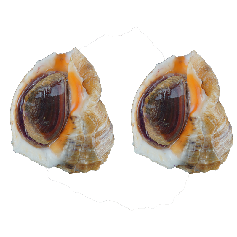 海螺鲜活新鲜海捕野生海鲜水产贝类食用当天现捞水产13元/250g - 图3