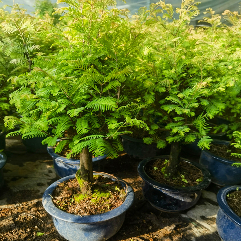 水杉盆景室内四季常青花木植物落羽杉树苗盆栽客厅净化空气小绿植