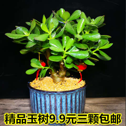 玉树盆栽苗老桩大叶玉树花植物多肉燕子掌室内客厅绿植花卉包邮-图2