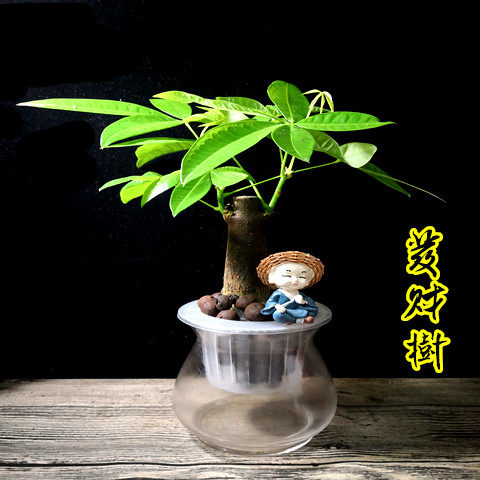 幸福树发财树绿萝室内桌面净化空气水培植物懒人自动吸水盆栽花卉 - 图2