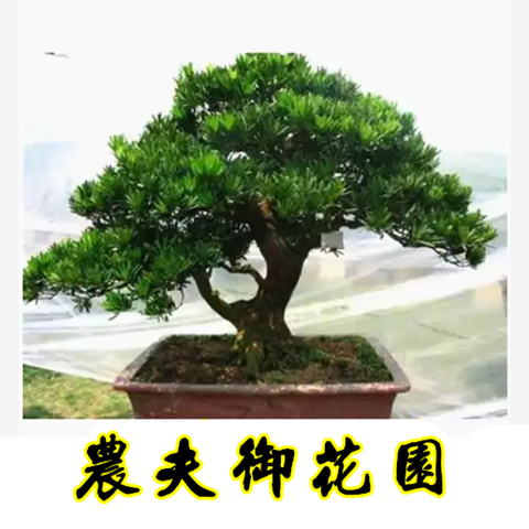 雀舌罗汉松盆景树桩花卉盆景室内盆栽庭院绿植花卉盆栽创意造型树-图0