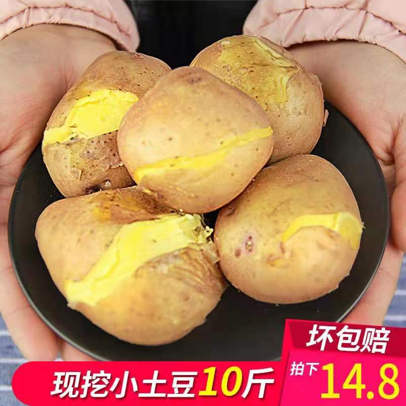 土豆新鲜小土豆10斤农家自种蔬菜云南红皮黄心土豆批发马铃薯洋芋