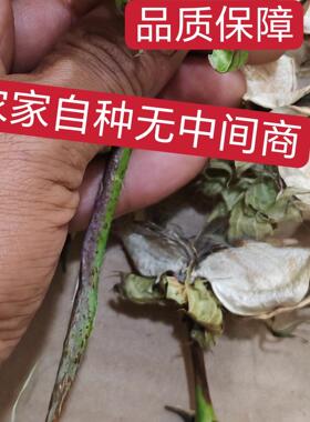 农家棉花壳干花复古拍摄道具diy人工纯天然无添加中草药自然晒干